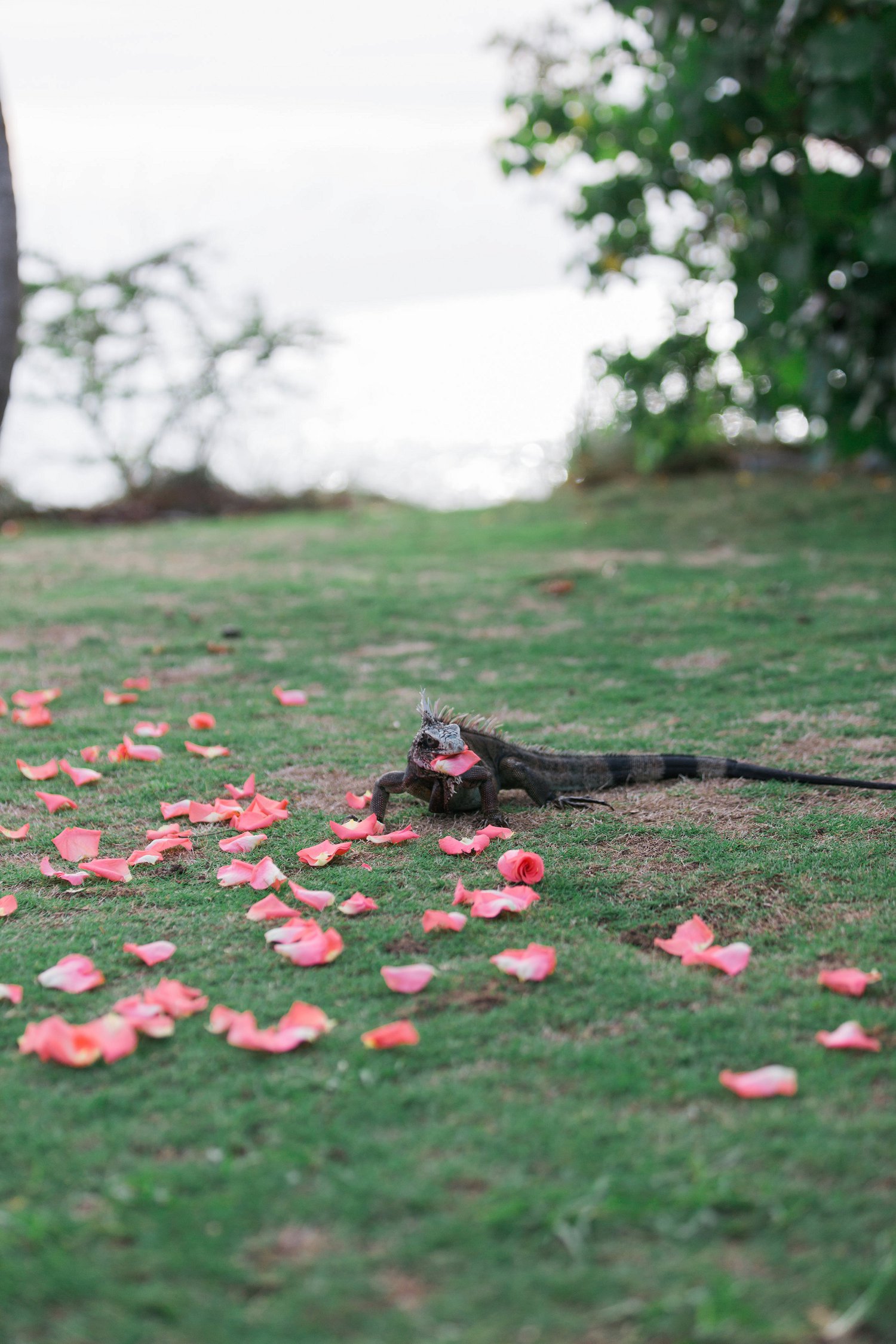 An iguana eats rose petals at a destination wedding.